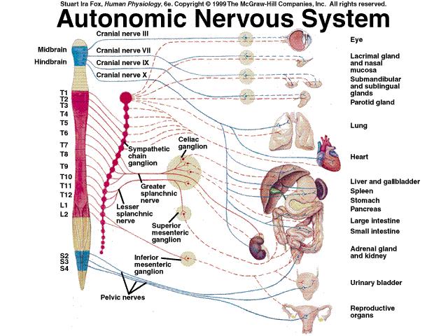 Diferenças Anatômicas quanto à localização dos neurônios pré-ganglionares 1.