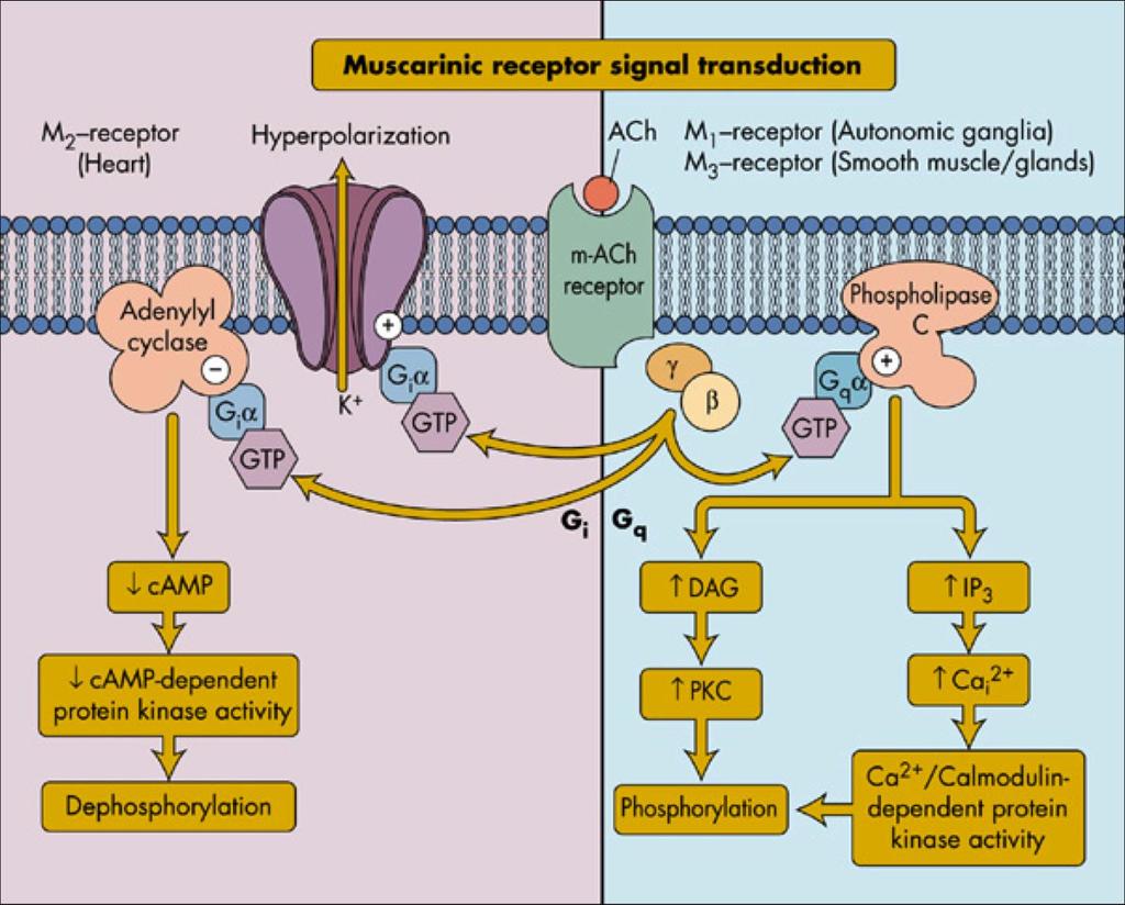 Receptores Colinérgicos Muscarínicos Tipos relacionados ao SNA - M 1, M 2, M 3 M1 e M3 ativados acoplam-se com a proteína G, induzem a ativação da fosfolipase C, que promove a produção