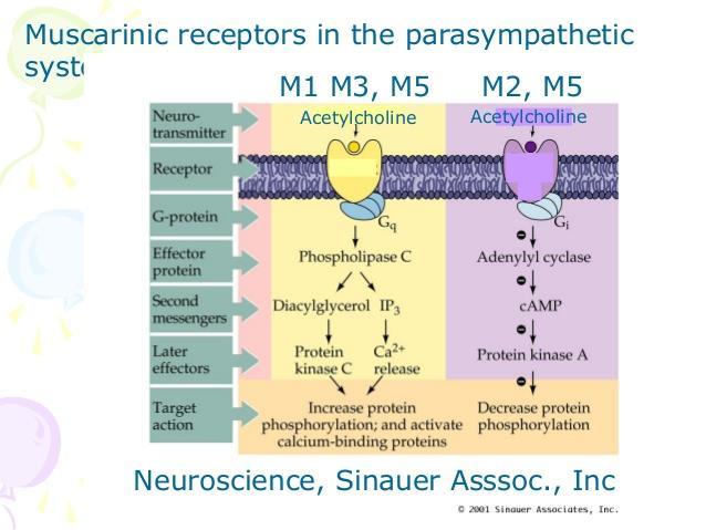 Receptores Colinérgicos Muscarínicos Tipos