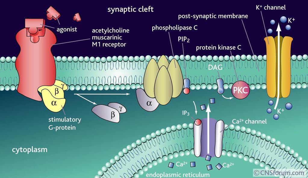 Receptor Tipo M 1 - presente no Gânglio Autonômico efeito excitatório moderado-lento, fechamento de canal de K + Ativação da