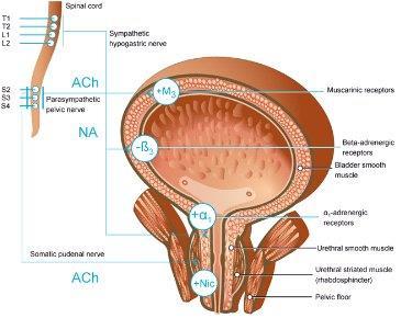 Receptores Adrenérgicos na Bexiga Tipo Alfa 1 e Beta 2 no ureter e bexiga efeito excitatório no ureter e