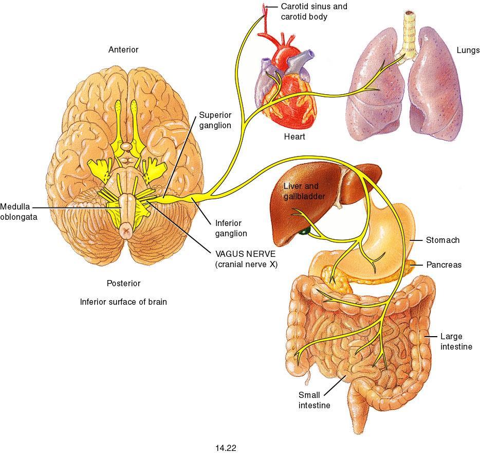 ativação da secreção e movimento peristáltico do estômago e intestino; d.