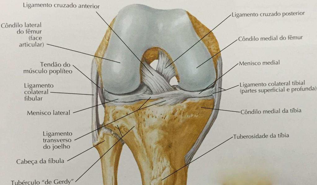 19 Figura 3 Joelho direito em flexão vista anterior (Netter, 20