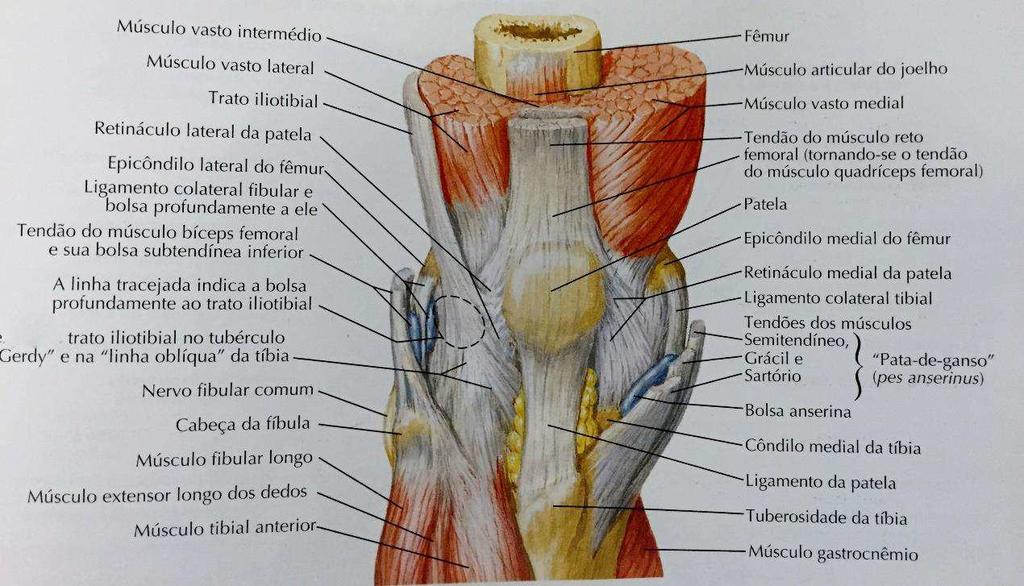 25 Figura 9 Músculos da coxa vista anterior (Netter, 2011) Musculatura Medial De acordo com Warren e Marshall (1979), a estrutura de suporte do lado medial do joelho pode ser dividida em três camadas