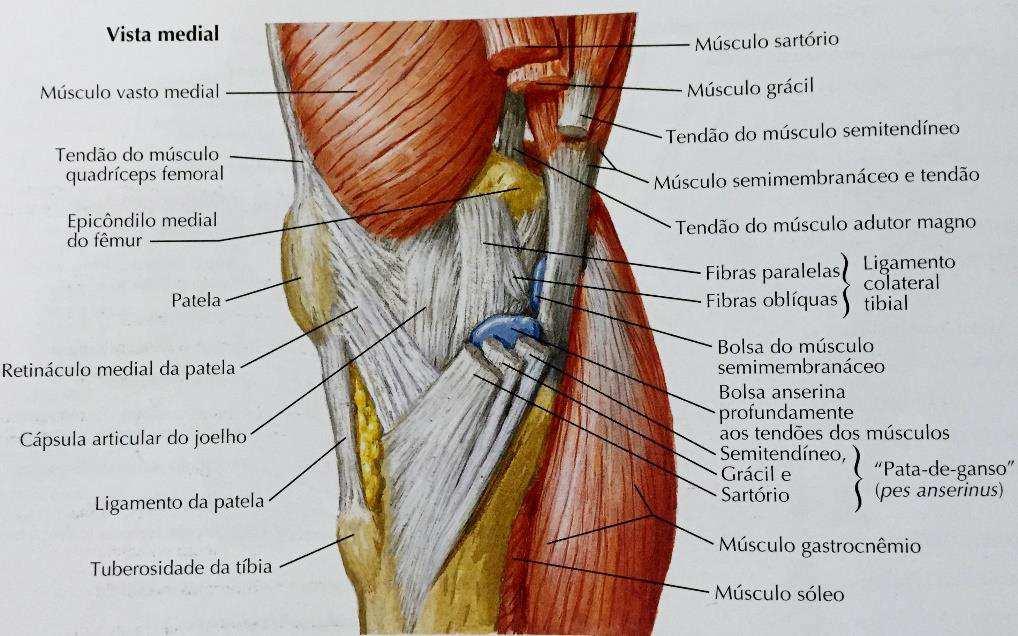 26 Figura 10 Estruturas anatômicas do joelho vista medial (Netter, 2011) Musculatura Lateral Estruturas de suporte no lado lateral do joelho também são divididas em três camadas (Fig. 11).