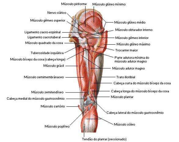 28 Figura 12 Músculos da coxa, vista posterior dissecação profunda (Netter, 2011) 1.2.4 Inervação Embora exista uma variação individual considerável, padrões predominantes de inervação sobre o joelho foram identificados em dois grupos distintos de nervos aferentes (Gray,1988).