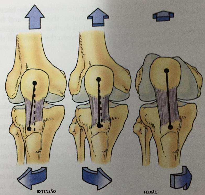 31 meniscos e ligamentos, bem como estabilizadores extra-articular estáticos e dinâmicos, tais como os ligamentos colaterais e a musculatura. Em extensão completa, os ligamentos cruzados são tensos.