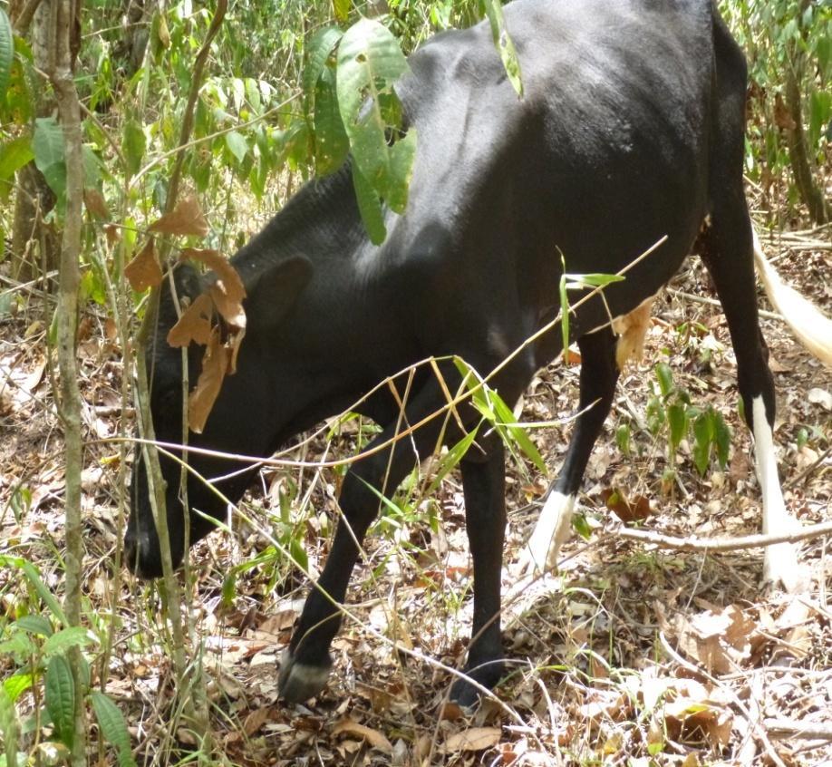 de súbito Bovino