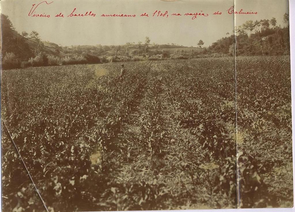 empresário agrícola e produtor de vinho; - - Entre 1906 e 1909 empreende o plantio de vinhas