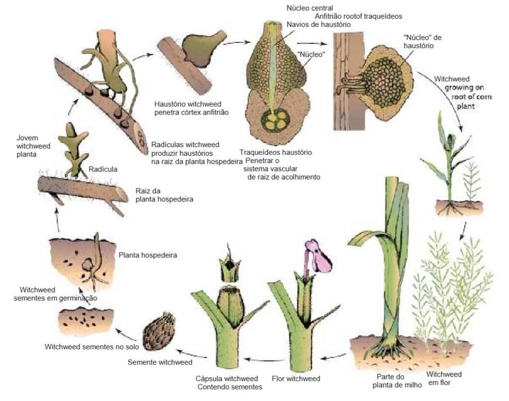 04/03/2017 Sintomas Desenvolvimento da Doença Ciclo de Vida Cuscuta sp. http://climbers.lsa.umich.edu/?cat=14 http://dawaterohaniat.blogspot.com.br/201 2/04/ilm-al-limiya-trees-rituals-amliyat.