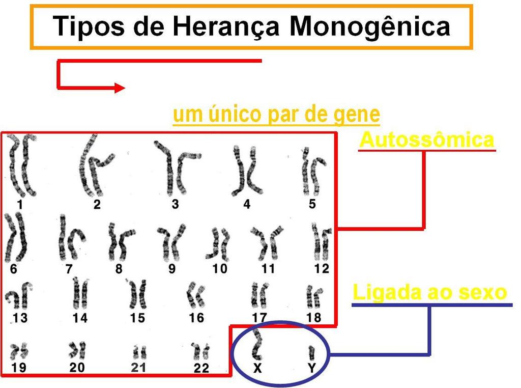 4.Monoibrisdismo no ser humano - p.