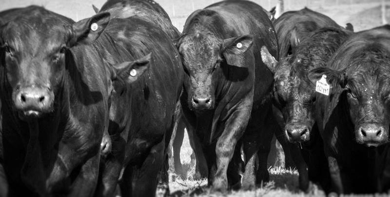 INFORMAÇÕES DO LEILÃO Ordem de venda e como é feita. Loteamos nossas fêmeas segregadas novilhas das vacas adultas.