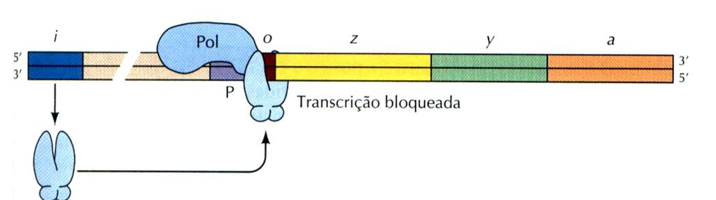 Controle negativo do Operon lac