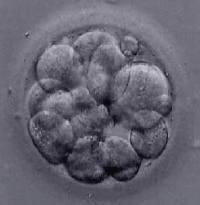 Análise de Expressão Gênica Embrião: o genoma embrionário se torna transcricionalmente