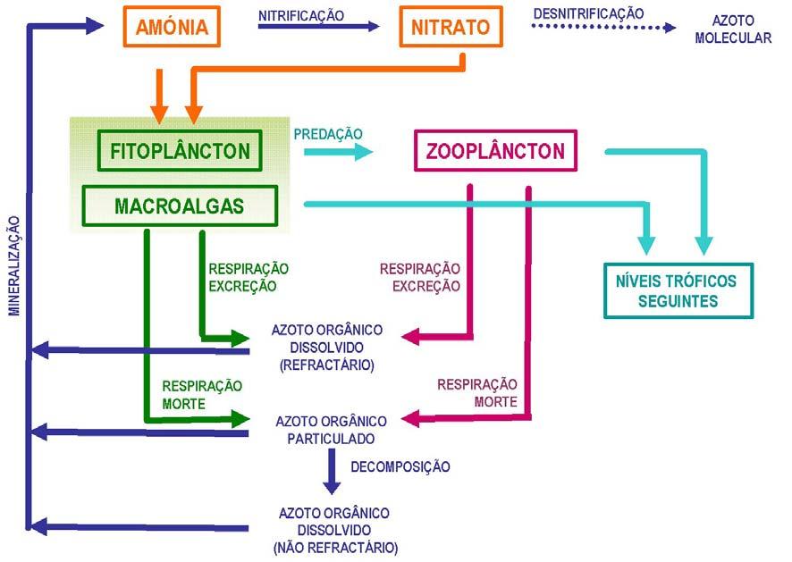 Figura 1 Ciclo do Azoto no meio marinho. 4.2.