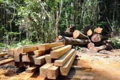 têm um destino correto 27 28 EMENTA CUIDADO: Indústria da madeira: situações que usa os recursos naturais de maneira ineficiente, tanto na obtenção