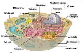 Organelas