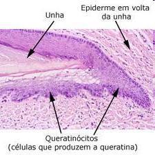 Anexos cutâneos A epiderme dá origem aos anexos cutâneos: unhas,