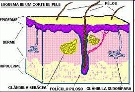 Glândulas As glândulas sudoríparas produzem o suor e têm grande importância na regulação da temperatura corporal. As glândulas sebáceas produzem a oleosidade ou o sebo da pele.