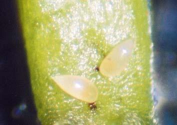 4 Psilídeo-dos-ponteiros-do-eucalipto - Ctenarytaina spatulata (Hemiptera: Psyllidae) introduzida na Nova Zelândia e Califórnia, nos Estados Unidos, (TAYLOR, 1997).