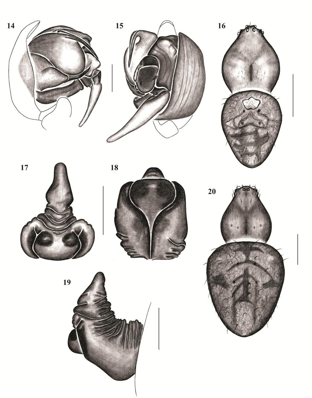 Figures 14-20. Eustala guarani sp. nov. Palpus: 14, mesal; 15, ventral; 16, male habitus, dorsal view.