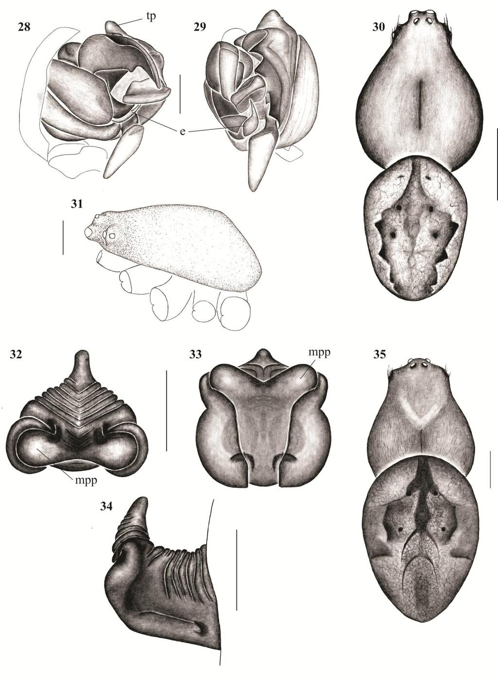 Figures 28-35. Eustala ericae sp. nov. Palpus: 28, mesal; 29, ventral; 30, male habitus, dorsal view; 31, male cephalothorax, lateral view.