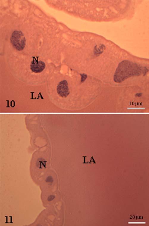 Figuras 10 e 11- Glândulas salivares de Supputius cincticeps (Heteroptera: Pentatomidae).