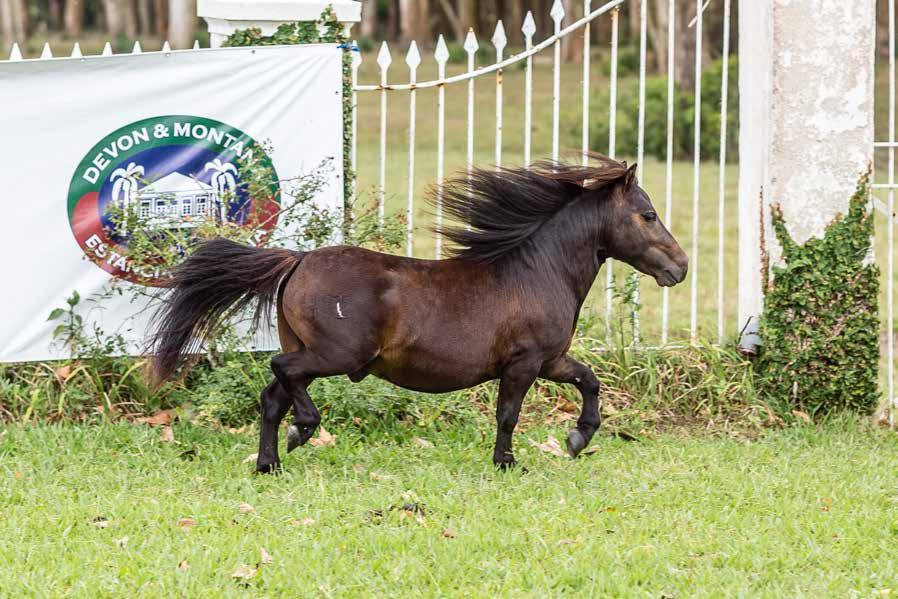 ECO DA GRUTA RP: 412 - SEXO: M - 28/01/2016 - ZAINA Esse lindo garanhão para quem quer começar uma produção, filho de Bibelot da Gruta garanhão tobiano campeão varias vezes na expofeira de Pelotas, e