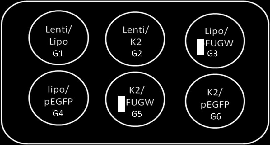 G6: O K2 Transfection System (10 µl/poço) foi utilizado para a transfecção das células (fibroblastos fetais, adultos e células da granulosa) utilizando o plasmídeo pegfpn 2 (1µg/poço).