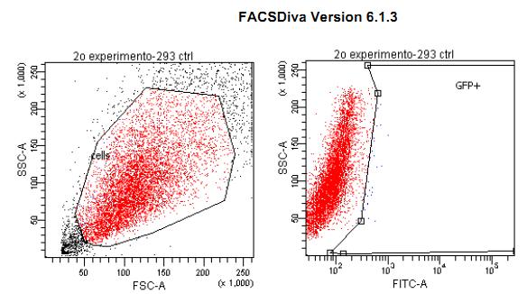 Figura 04: Esquematização da sequência do vetor lentiviral FUGW que é inserida no genoma hospedeiro.