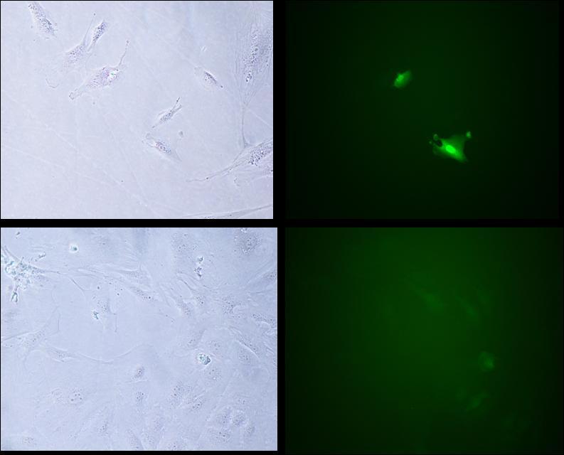 A B C D Figura 07: Fibroblastos adultos transgênicos produzidos por lipofecção (A e B) e transdução lentiviral (C e D), utilizando o plasmídeo FUGW, observados sob microscopia ótica de luz e de