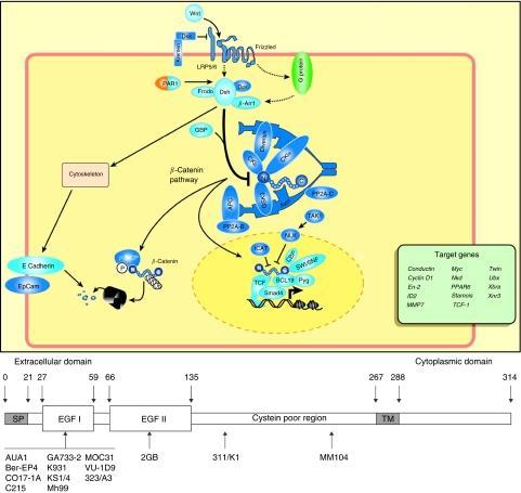 catenina Figura 4- Adaptado de Huelsken and Behrens (2002) - Complexo Wnt, Lef, ß- A nível genómico, o gene MSH2 encontra-se a 17kb a jusante do gene EPCAM no cromossoma 2 (figura 5).