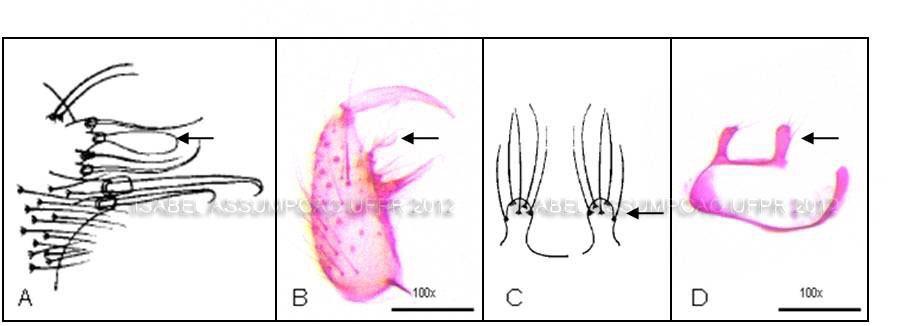 Lobos do IX tergito da genitália masculina. Aumento 100x. 14. Há pelo menos duas ou mais cerdas entre a divisão interna e a folha inserida na divisão externa do gonocoxito.