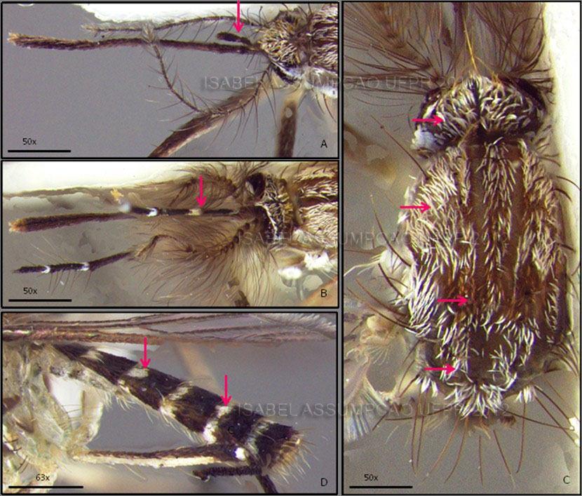 A. Fêmea. B. Macho. Palpo, probóscide e antenas, vista dorsal. Aumento 50x. C.