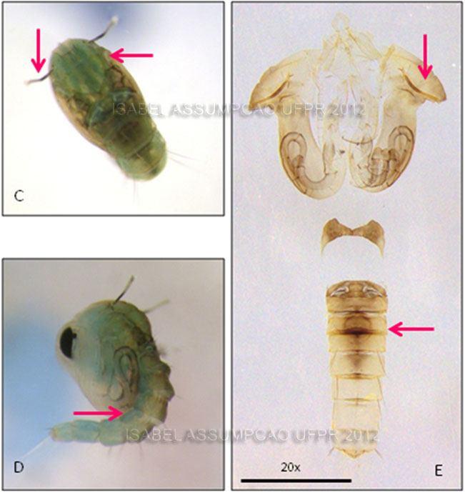 Exúvia da larva de 4 ínstar em lâmina, vista dorsal.