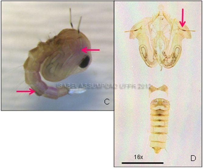Exúvia da larva de 4 ínstar em lâmina, vista dorsal.