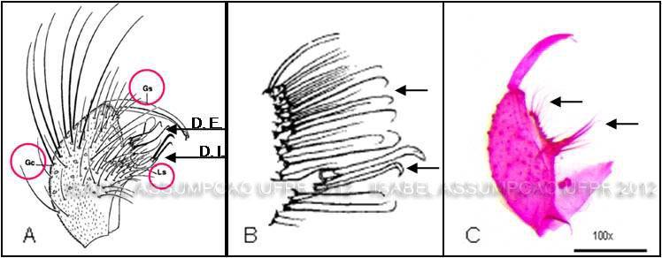 79 5.5 Chave de identificação para a genitália masculina das espécies de Culex (Microculex) que ocorrem em bromélias de Mata Atlântica (imagens de ROZEBOMM & KOMP, 1950; LANE & WHITMAN, 1951; COTRIM