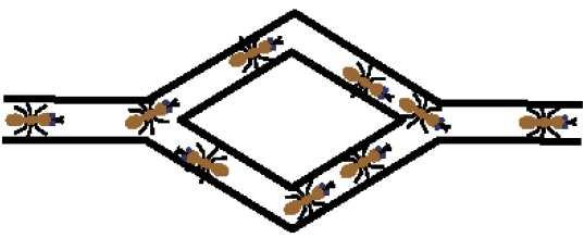 Metaheurísticas e Aplicações 94 No início, as formigas são deixadas livres para escolher o caminho. Não há feromônio ainda. As formigas convergem para um dos caminhos com igual probabilidade.