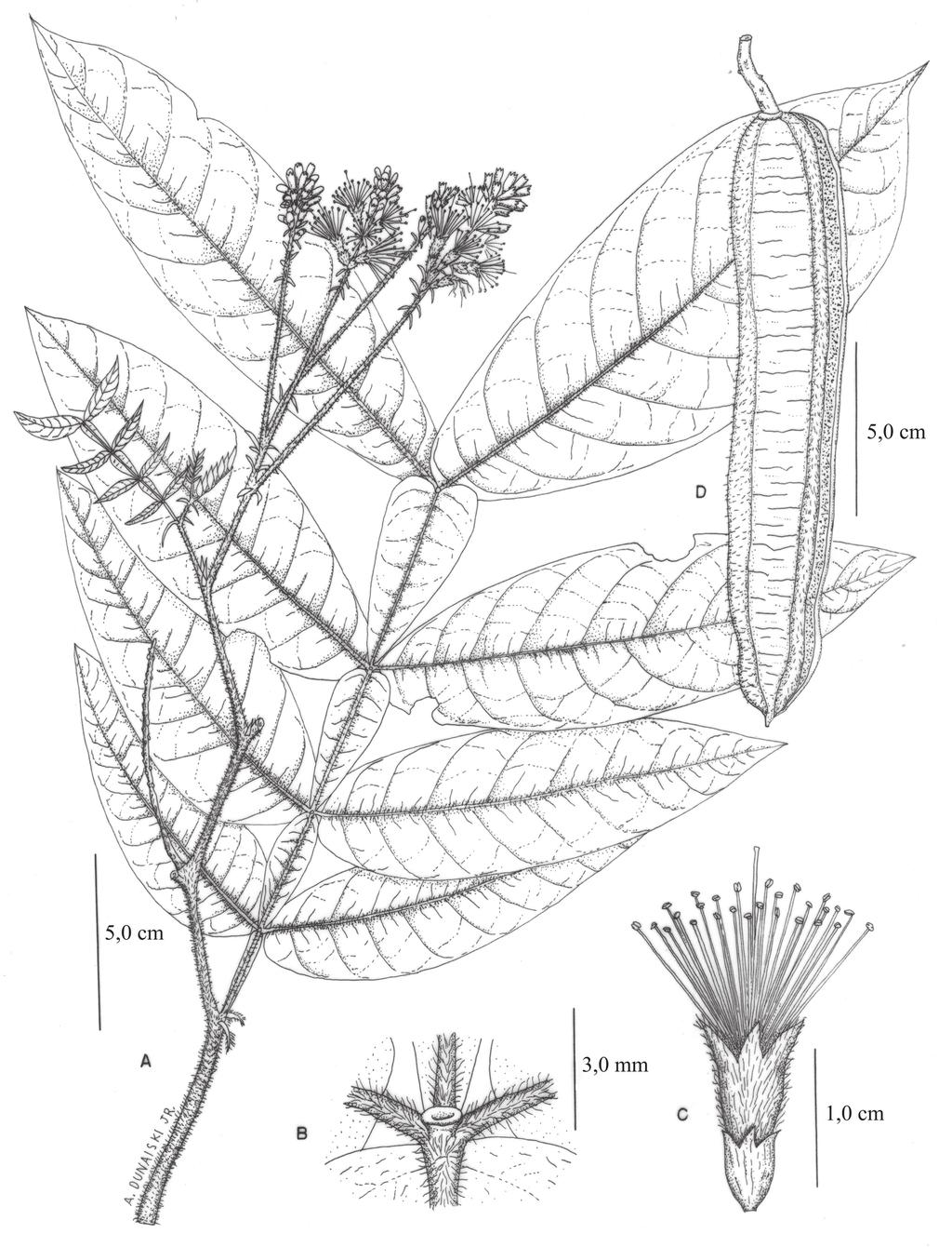 364 Possette & Rodrigues: O gênero Inga Mill. (Leguminosae Mimosoideae) no estado do Paraná, Brasil Figura 4. Inga striata Benth. A.