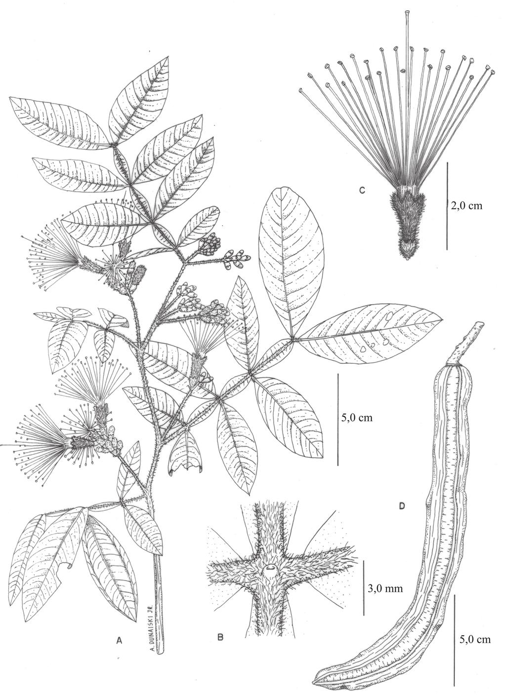 366 Possette & Rodrigues: O gênero Inga Mill. (Leguminosae Mimosoideae) no estado do Paraná, Brasil Figura 5. Inga subnuda subsp.