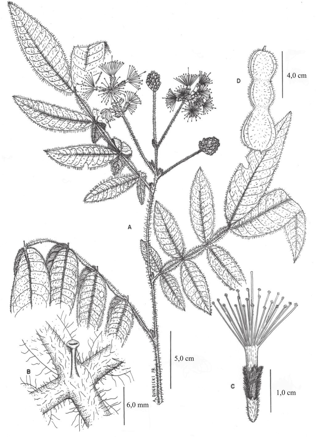 Acta bot. bras. 24(2): 354-368. 2010. Figura 1. Inga barbata Benth. A. ramo ﬂorido. B. nectário foliar.