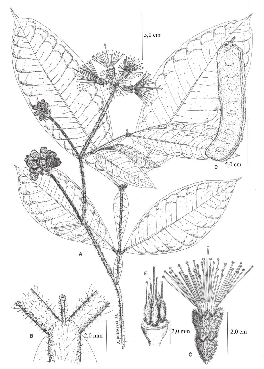 362 Possette & Rodrigues: O gênero Inga Mill. (Leguminosae Mimosoideae) no estado do Paraná, Brasil Figura 3. Inga edwallii (Harms) T.D. Penn. A.