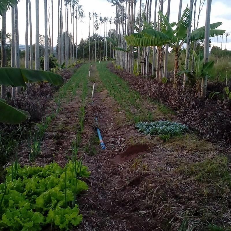 15. CONEX Resumo Expandido - ISSN 2238-9113 4 Figura 2 - Agrofloresta do agricultor Edson Chagas A área total do Assentamento Contestado é de 3200 hectares, desse total 1000 hectares são destinados à