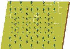 densidade de 400 a 440 plantas/hectare.