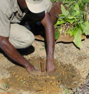O toco encontra-se plantado quando a região do coleto atinge o nível do solo e oferece