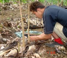 semiperene ou perene, compõem sistema agroflorestal (SAF).