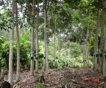 arranjo espacial (SAF), possibilita aumento da produção e renda. Requeima, acarretada pelo fungo (Phytophthora sp.