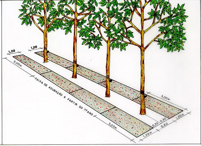 Cartilha/Ceplac As recomendações na fase de sangria baseiam-se na análise química do solo e foliar. Distribui-se o adubo em faixas laterais afastadas no mínimo 30 cm das plantas.