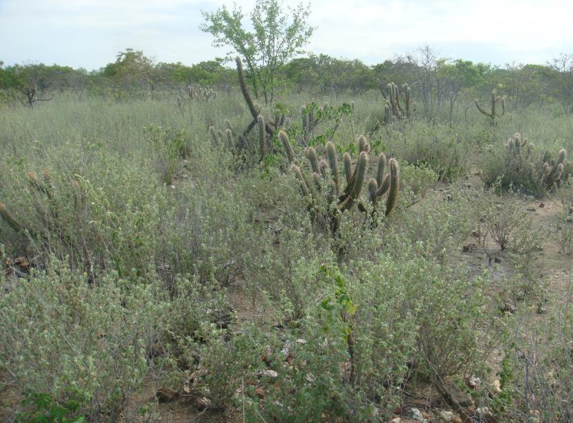 Sistemas Ambientais ASD da Região dos Inhamuns-CE Domínio Sistema Ambiental Área (km²) % em