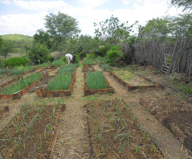 200 hectares e a produção